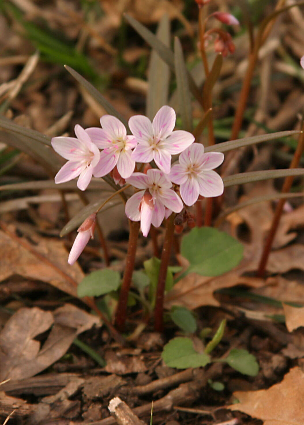 Image of Virginia springbeauty