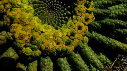 Sivun Euphorbia flanaganii N. E. Br. kuva