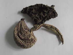 Image de Aristolochia ringens Vahl