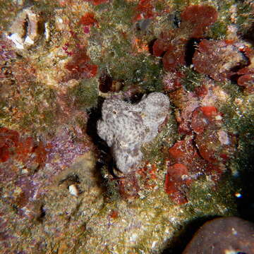 Image of variable loggerhead sponge