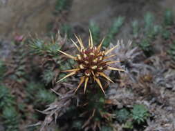 Image of Nassauvia pyramidalis Meyen