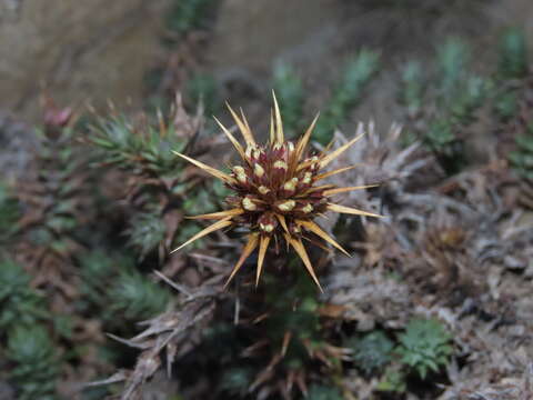 Image of Nassauvia pyramidalis Meyen