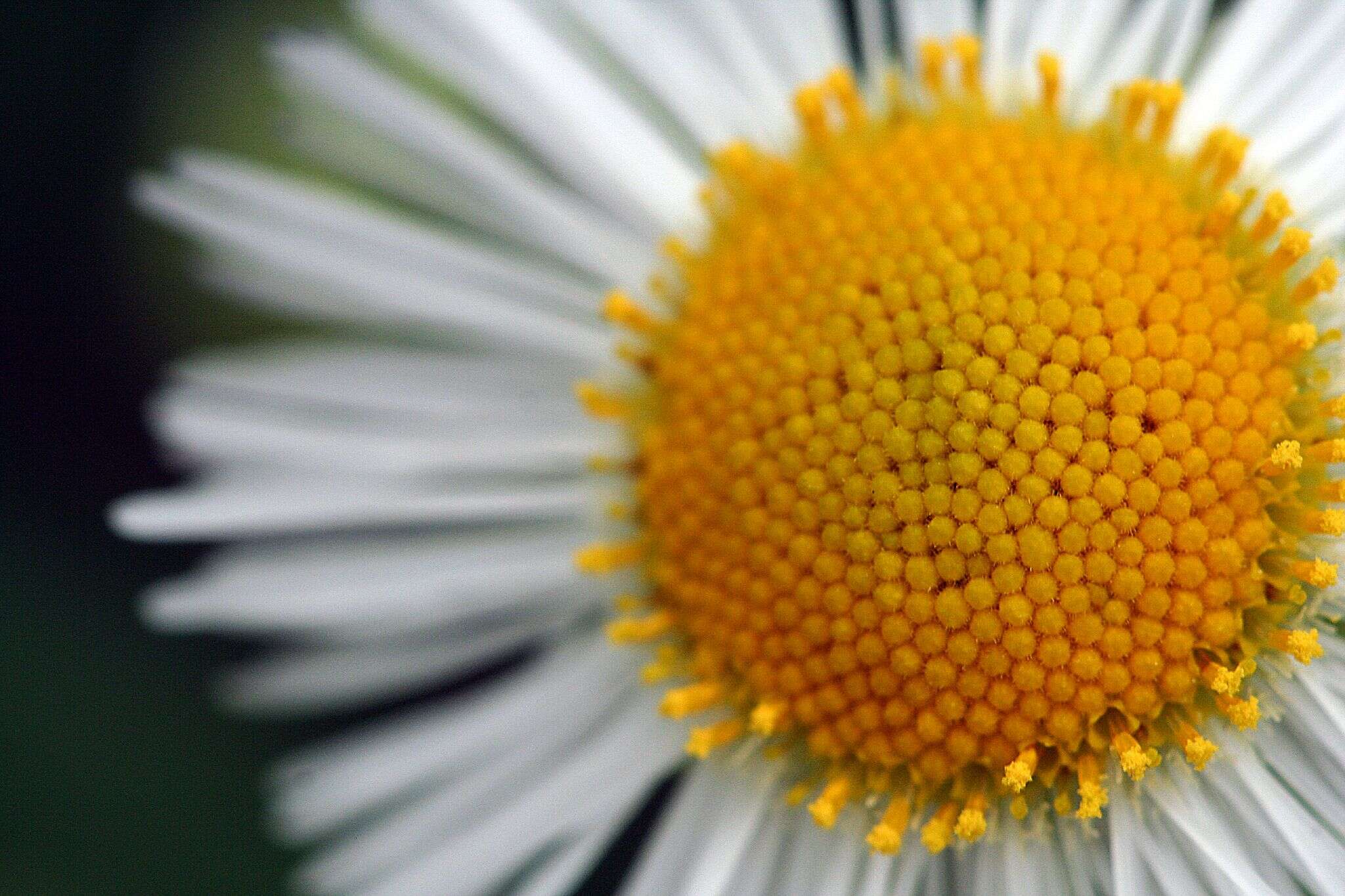 Image of eastern daisy fleabane