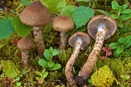 Image of Cortinarius pholideus (Lilj.) Fr. 1838