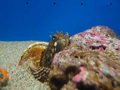 Image of Sarcastic Fringehead