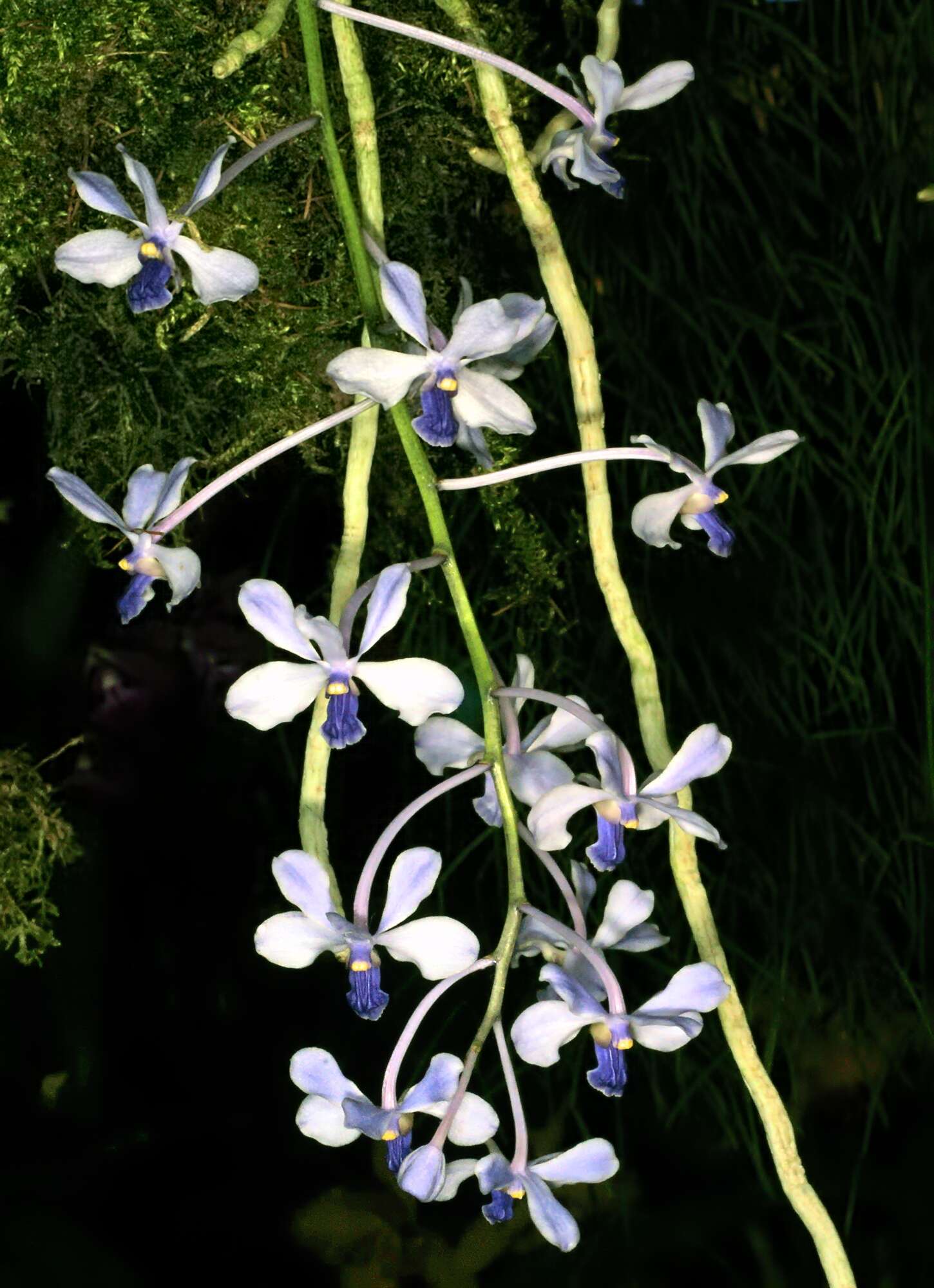 Image of Vanda coerulescens Griff.