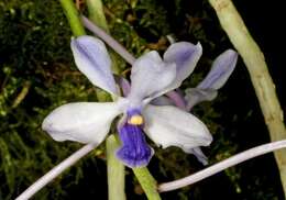 Image of Vanda coerulescens Griff.