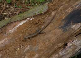 Image of Trachylepis thomensis Ceríaco, Marques & Bauer 2016