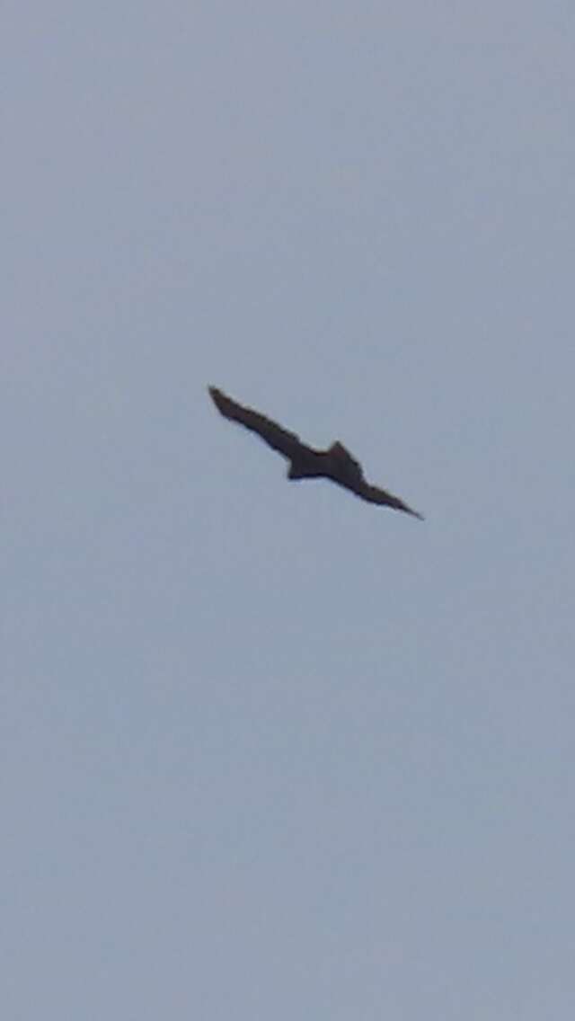 Image of Gurney's Eagle