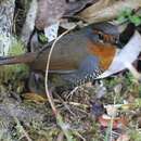 Imagem de Scelorchilus rubecula rubecula (Kittlitz 1830)