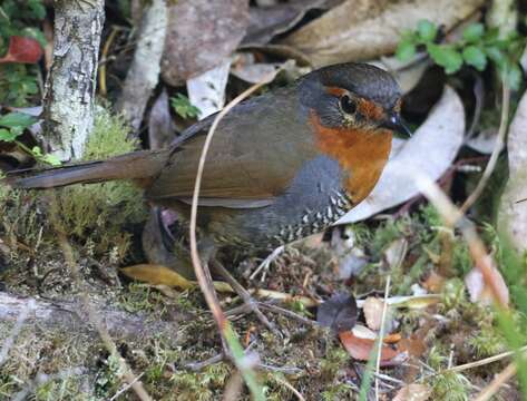 Imagem de Scelorchilus rubecula rubecula (Kittlitz 1830)