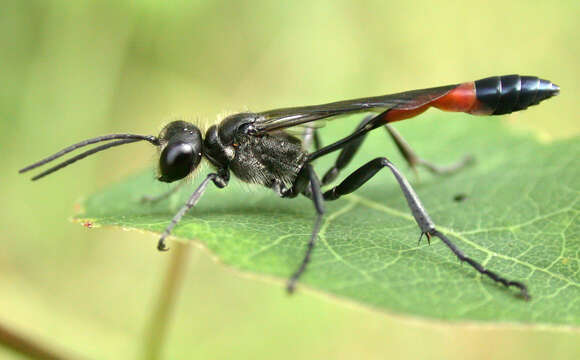 Image of Ammophila sabulosa (Linnaeus 1758)