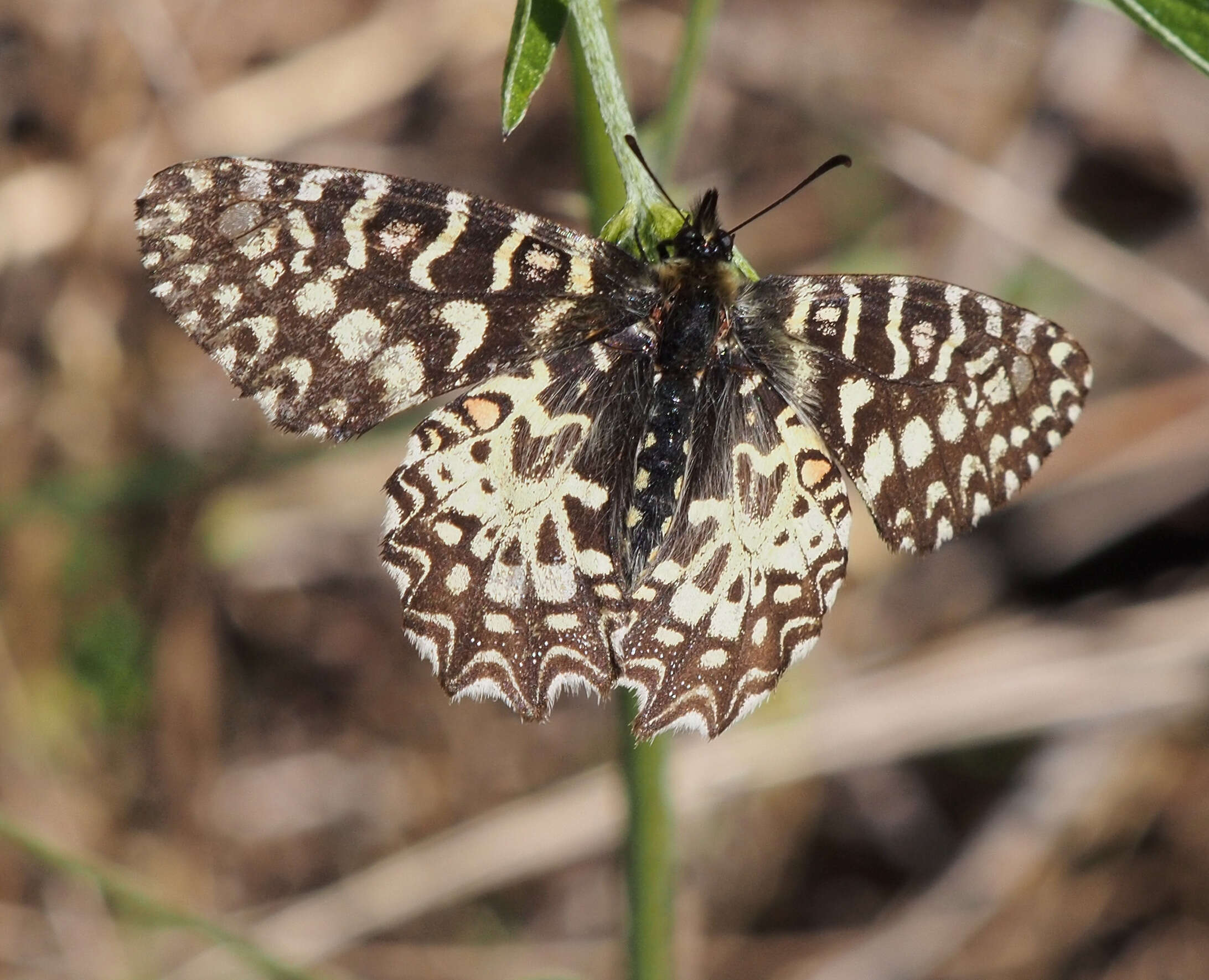 Image of Zerynthia rumina (Linnaeus 1758)