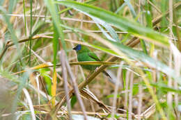 Image of Blue-faced Parrot-Finch