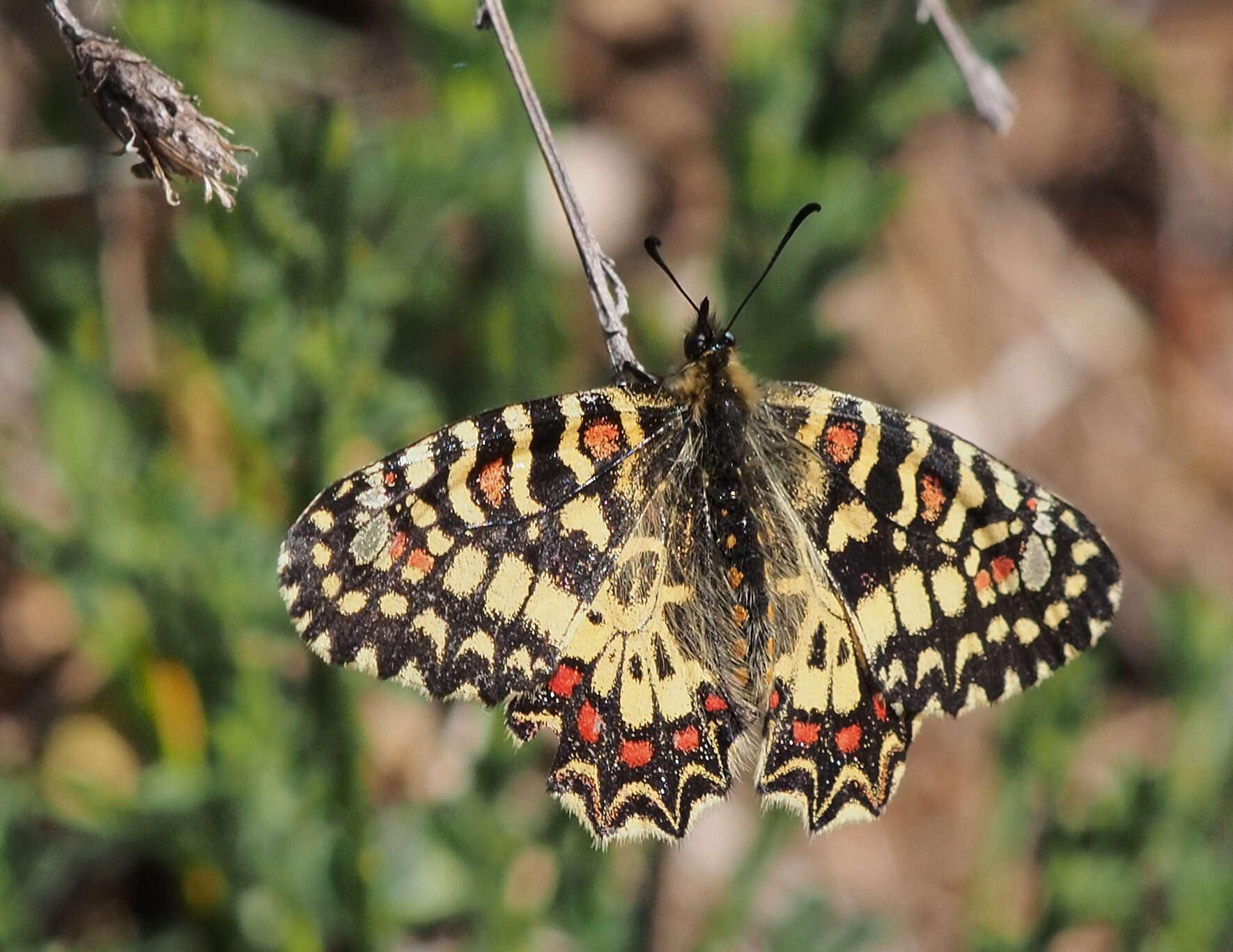 Image of Zerynthia rumina (Linnaeus 1758)