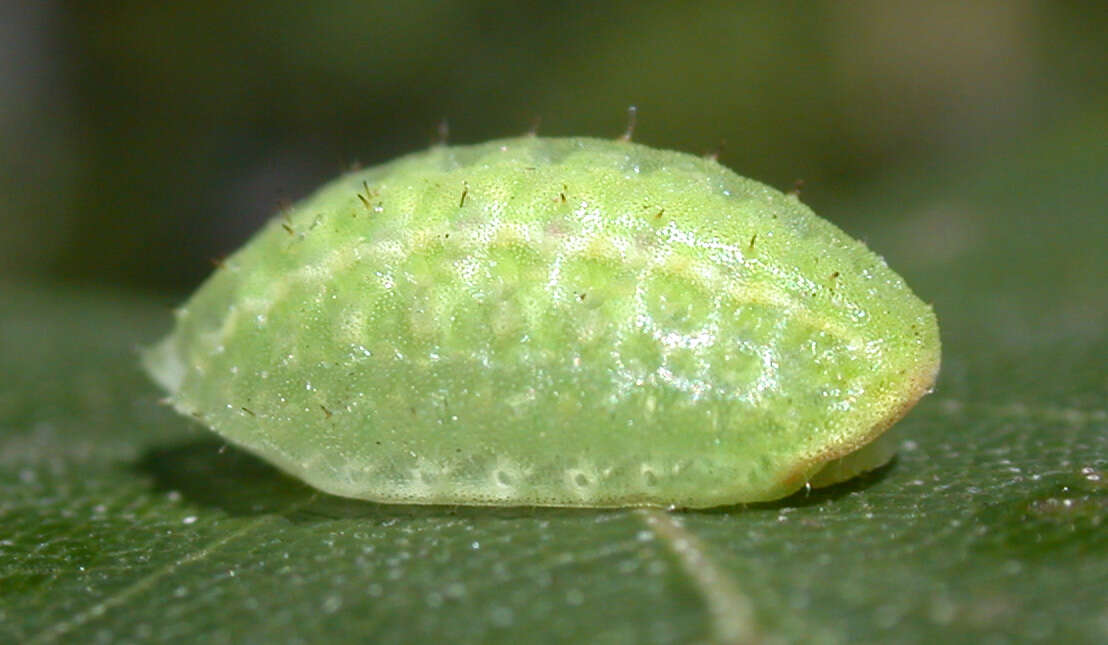 Image of Apoda limacodes