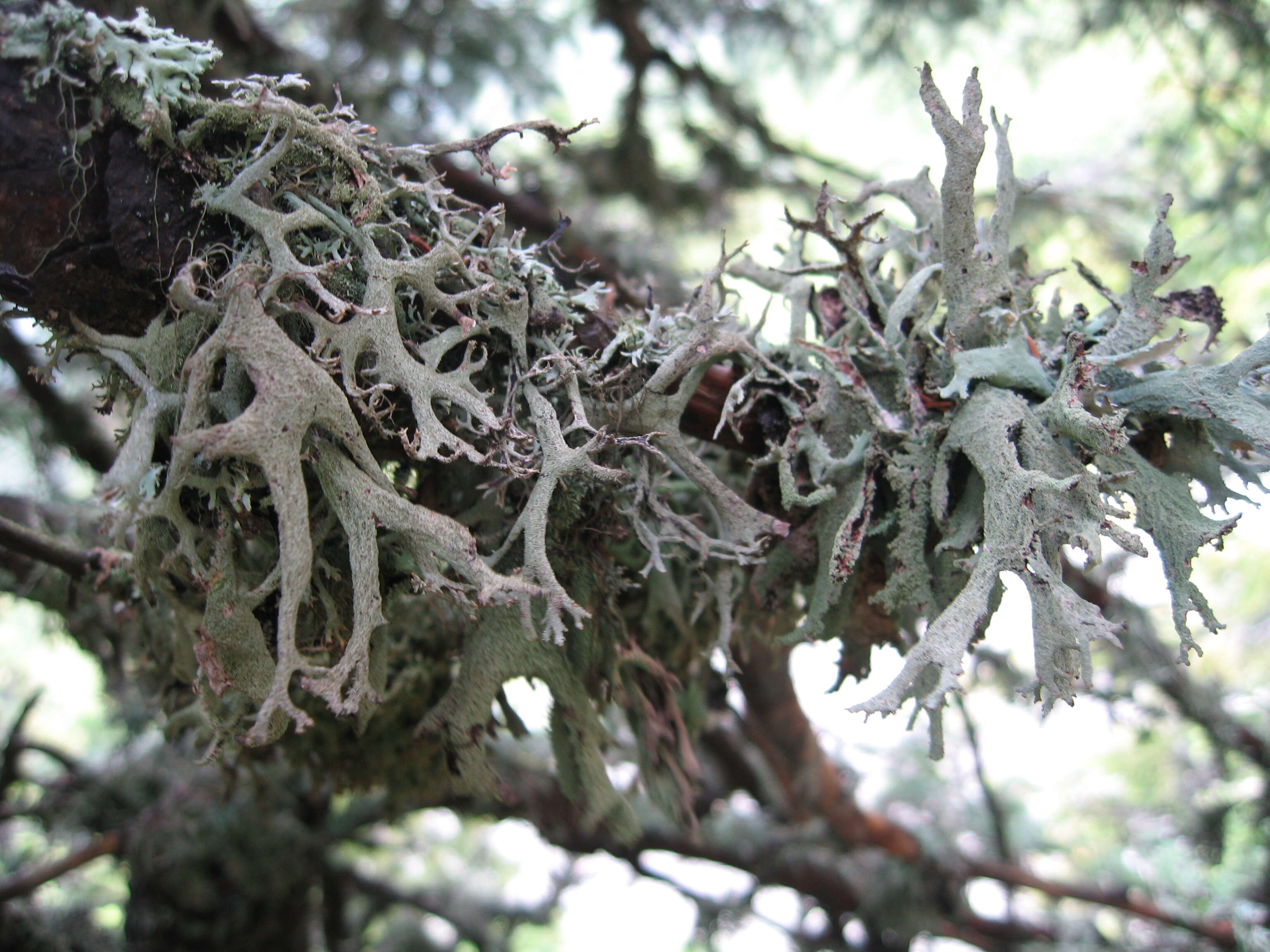 Image of Pseudevernia furfuracea (L.) Zopf