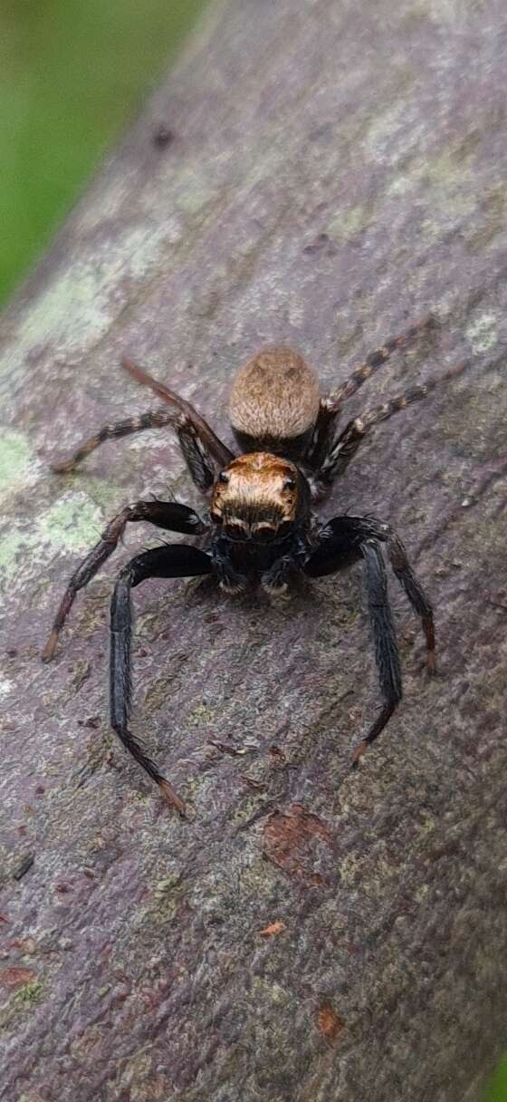 Слика од Coryphasia nigriventris Mello-Leitão 1947