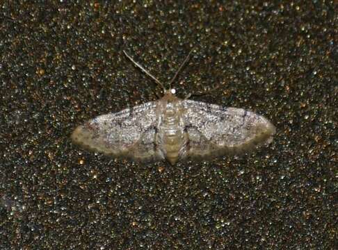 Image of Idaea pervertipennis Hulst 1900