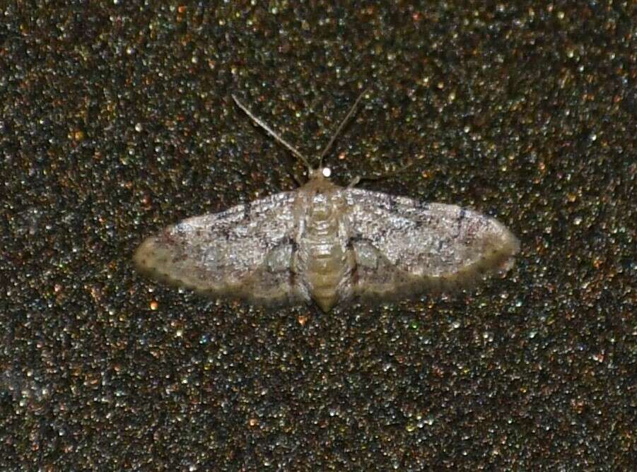 Image of Idaea pervertipennis Hulst 1900