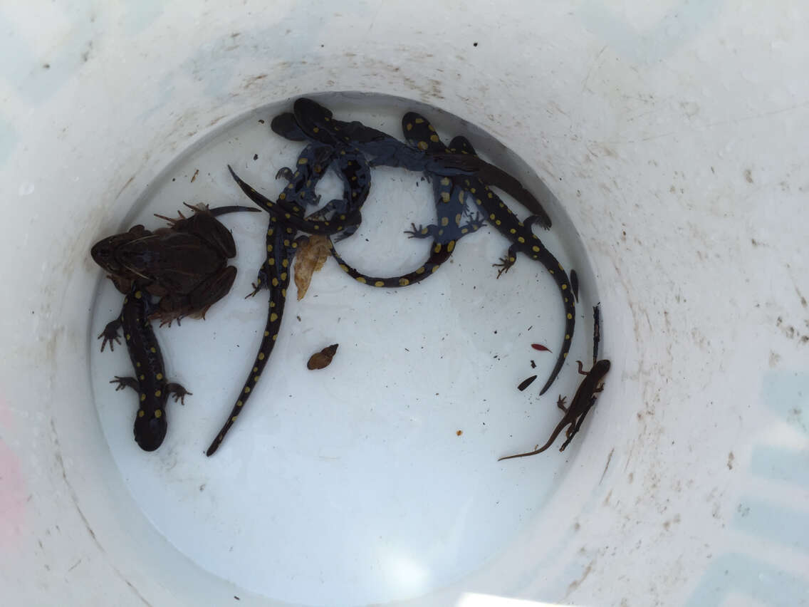 Image of Spotted Salamander