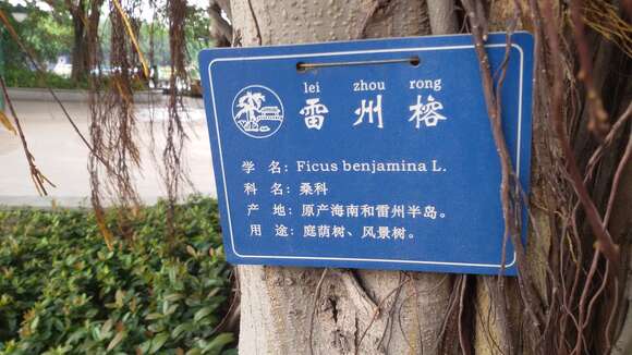 Imagem de Ficus benjamina L.