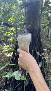 Image of Lined Forest-falcon