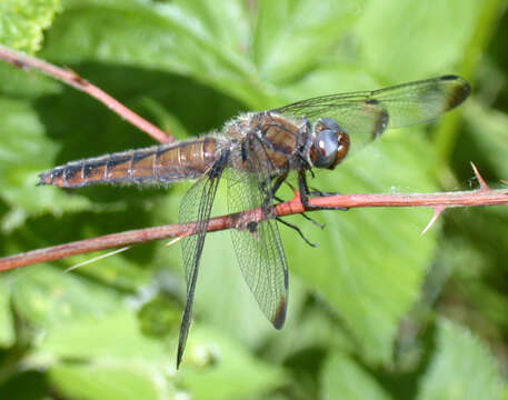 Image of Blue Chaser