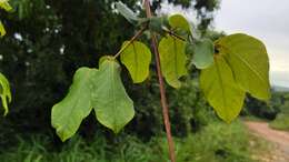 Image of Combretum edwardsii Exell