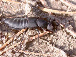 Image of Devil's Coach Horse