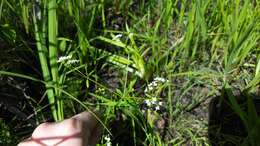 Image of Common Marsh-bedstraw