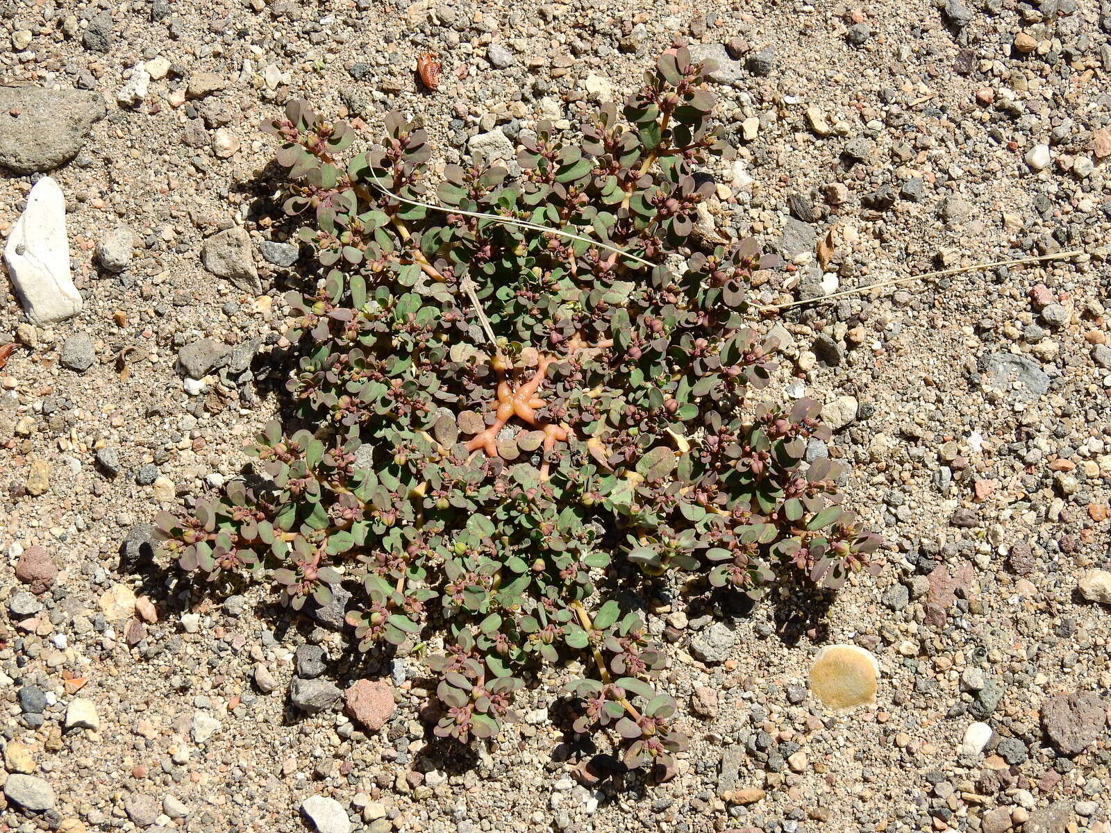 Image of Euphorbia klotzschii Oudejans