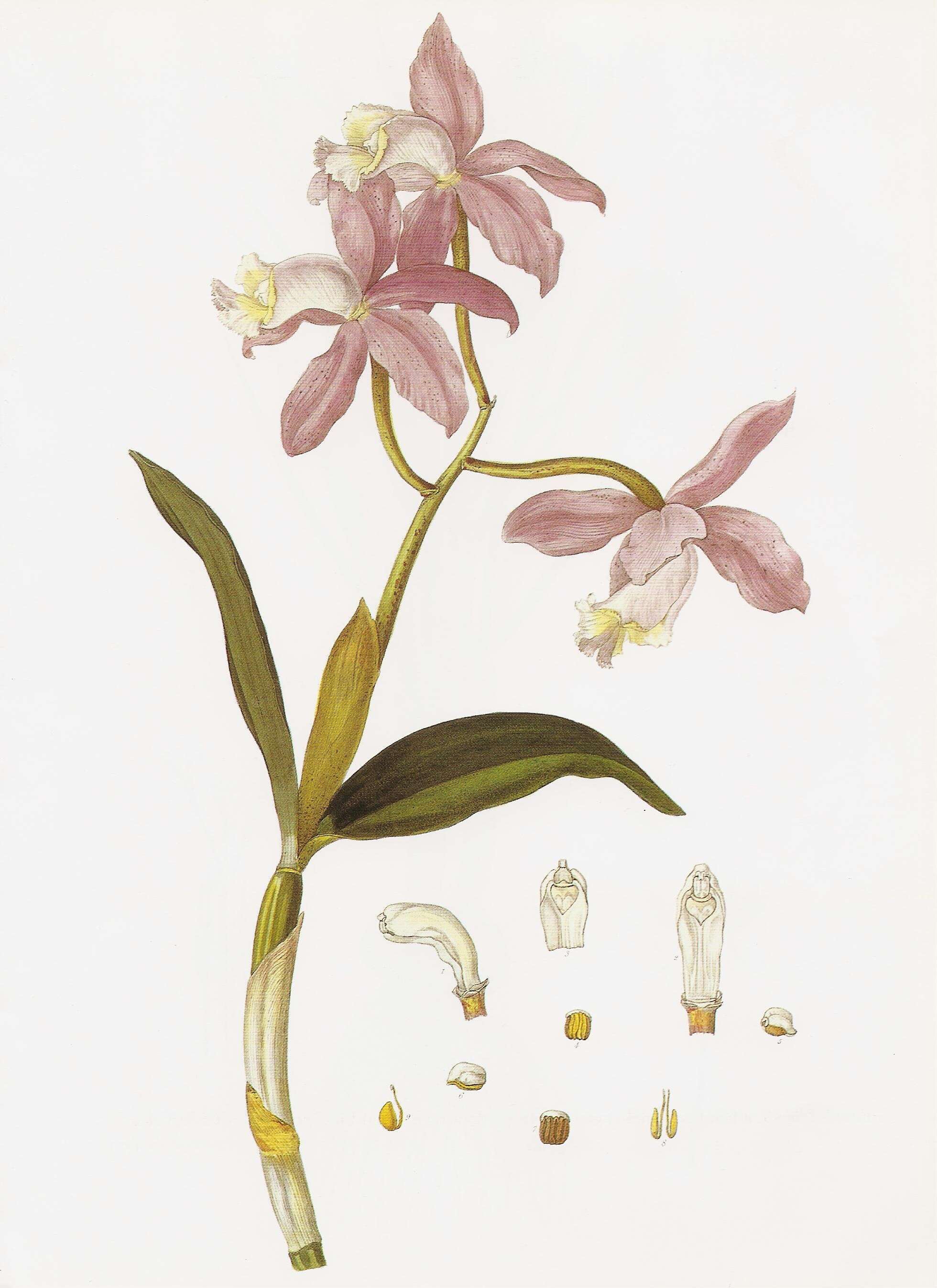 Image of Cattleya loddigesii Lindl.