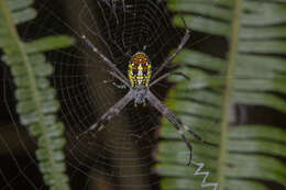 Image of Argiope dang Jäger & Praxaysombath 2009