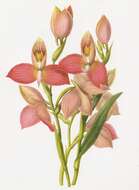 Image of Red Disa