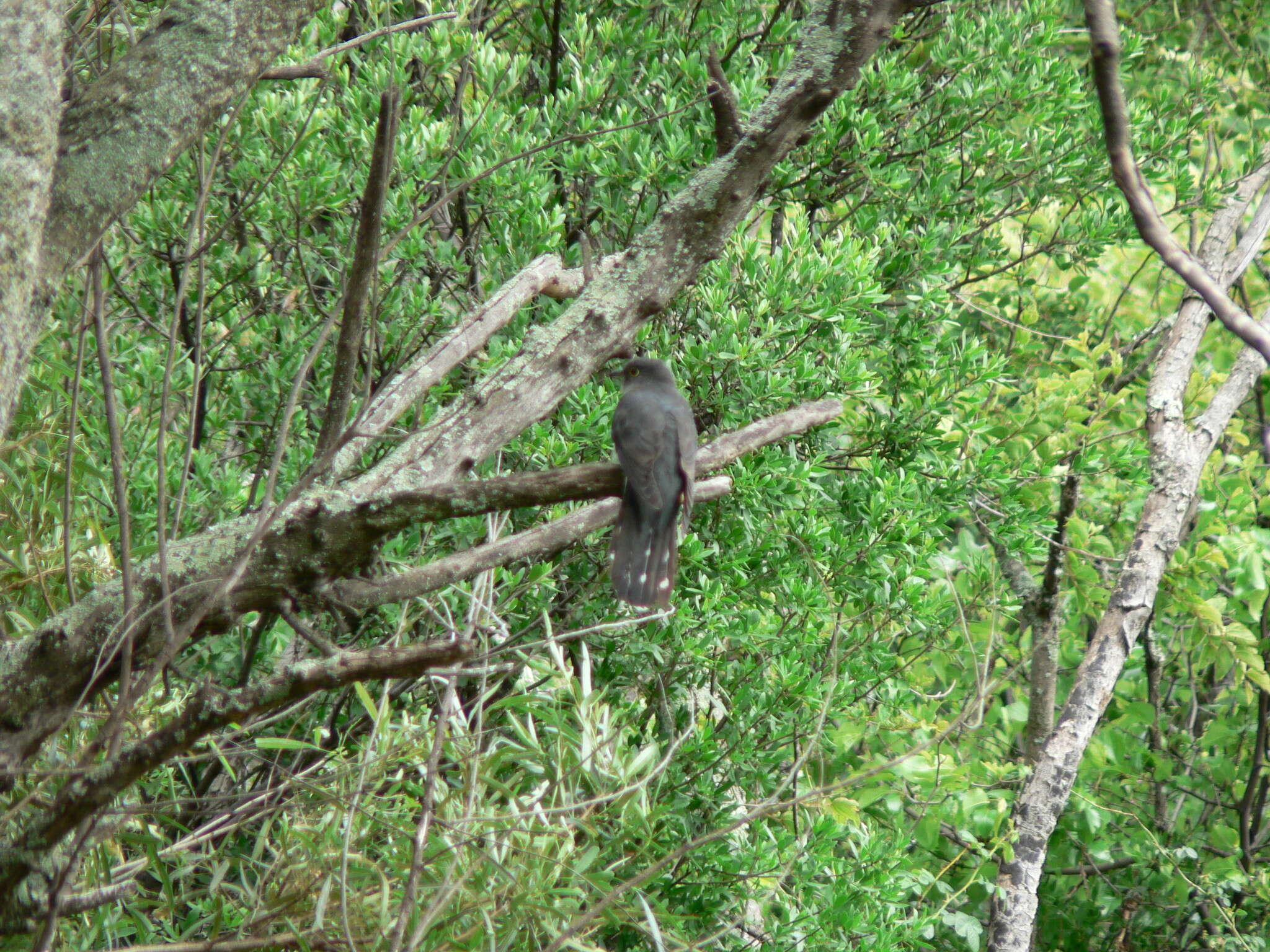 Image of Red-chested Cuckoo