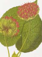 Image of Dombeya