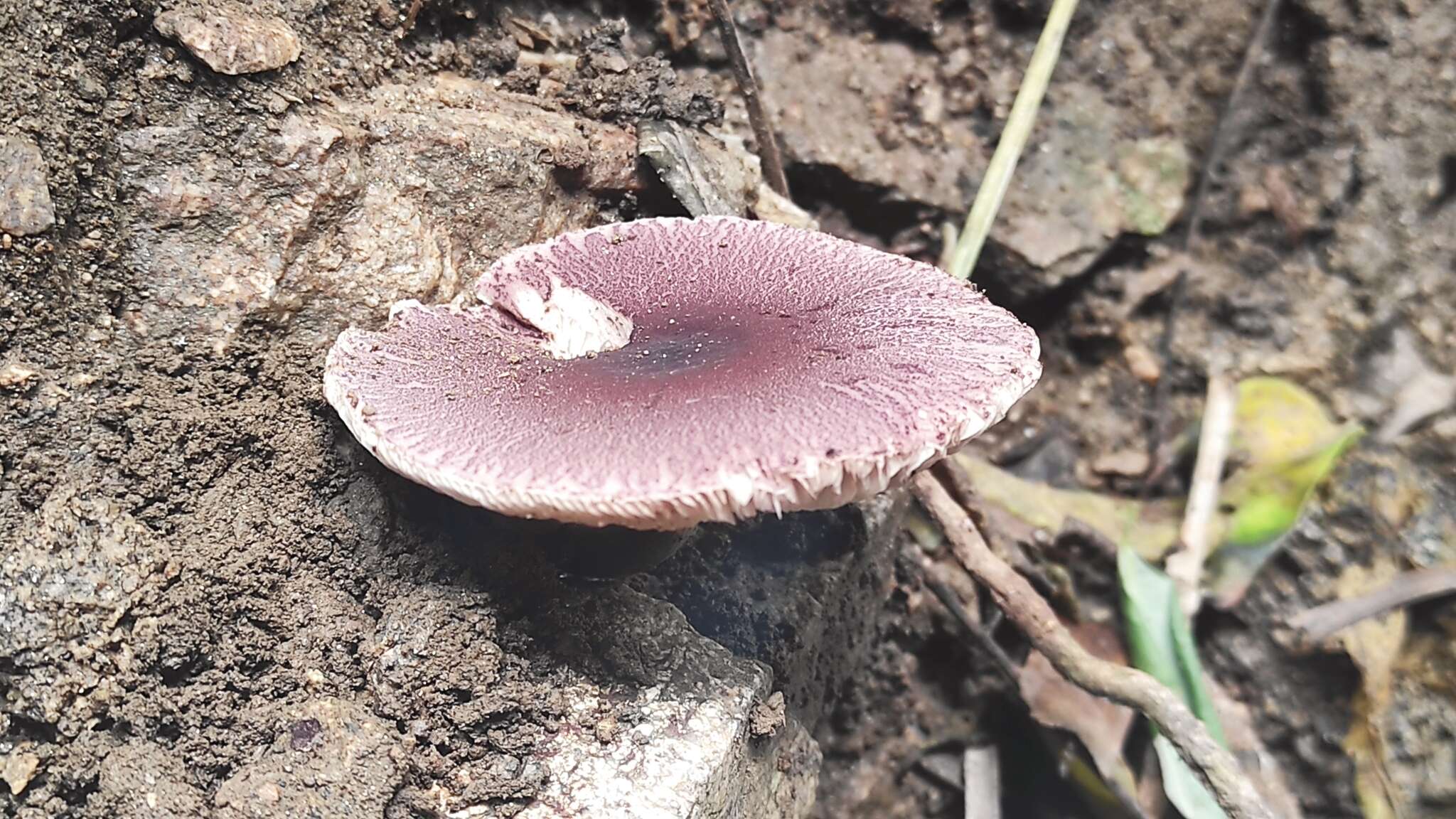 Image of Leucoagaricus lilaceus Singer 1952