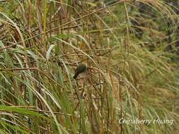 Imagem de Cyanoderma ruficeps praecognitum (Swinhoe 1866)