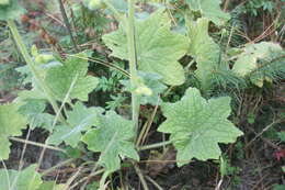 Image of Roldana platanifolia (Benth.) H. Rob. & Brettell