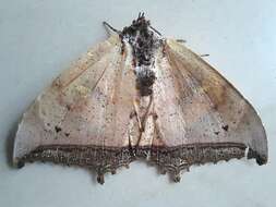 صورة Pterocyclophora pictimargo Hampson 1893