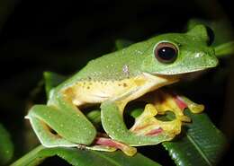 Image of Malabar Gliding Frog