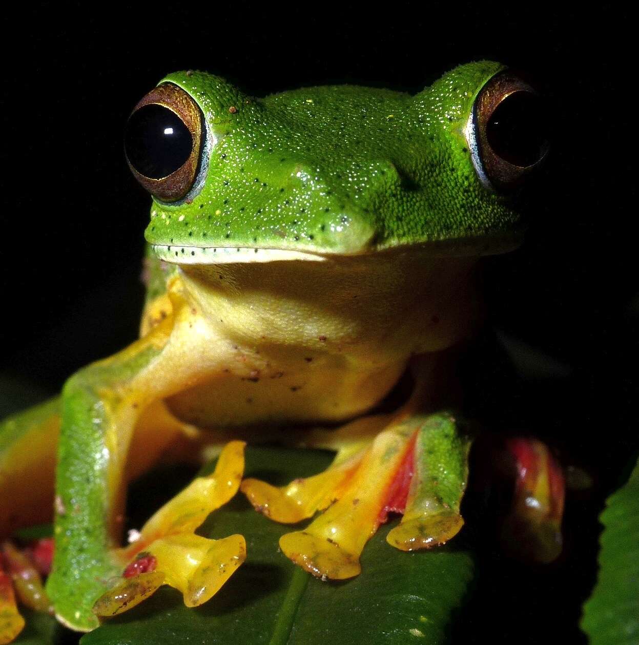 Image of Malabar Gliding Frog