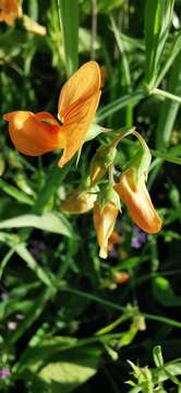 Image of Lathyrus hierosolymitanus Boiss.