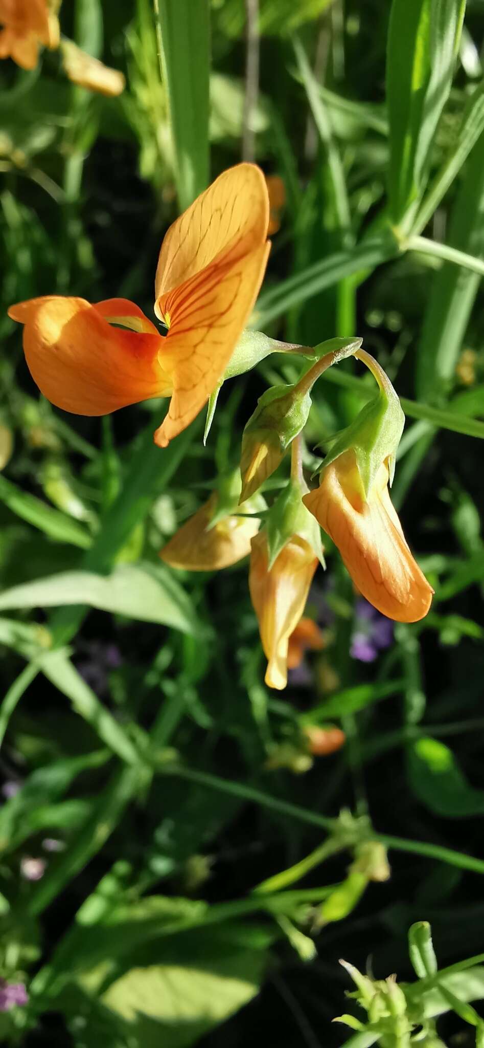 Imagem de Lathyrus hierosolymitanus Boiss.