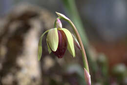 Image of California pitcherplant