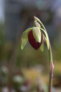 Image of California pitcherplant