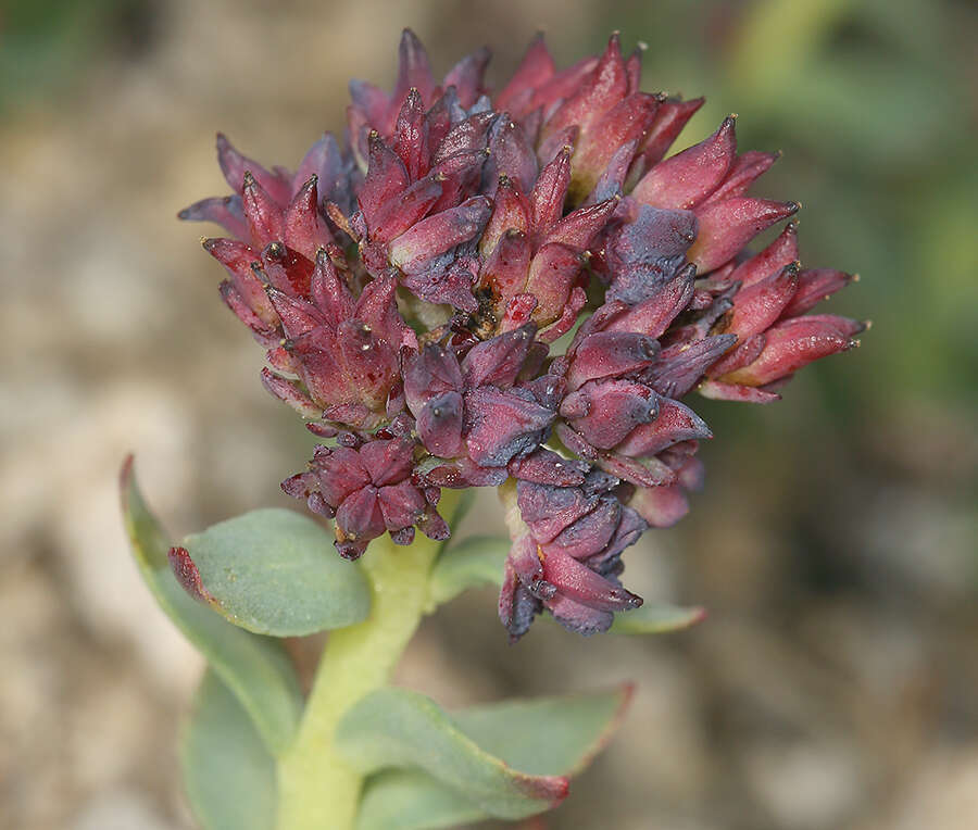 Image of ledge stonecrop