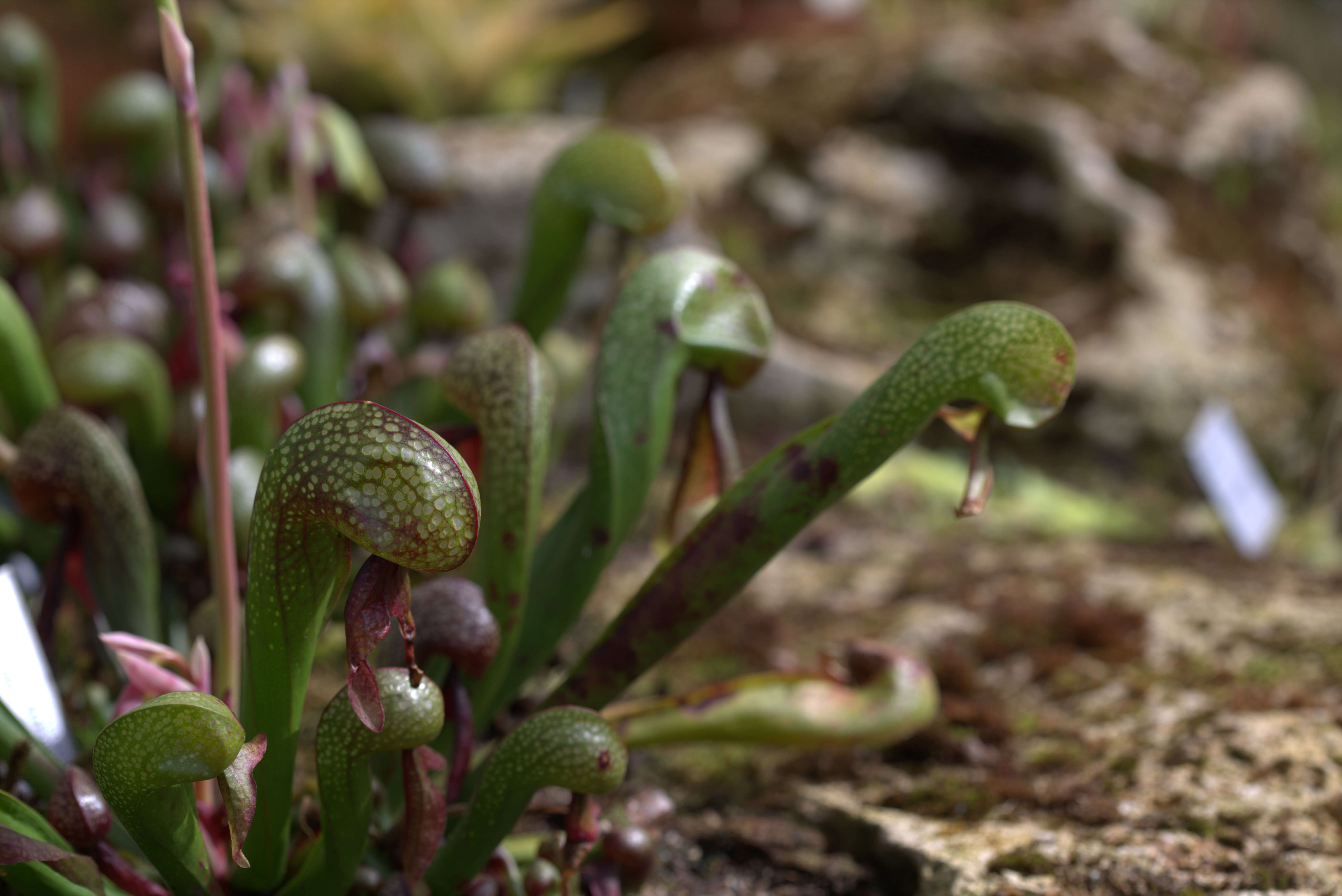 Image of California pitcherplant