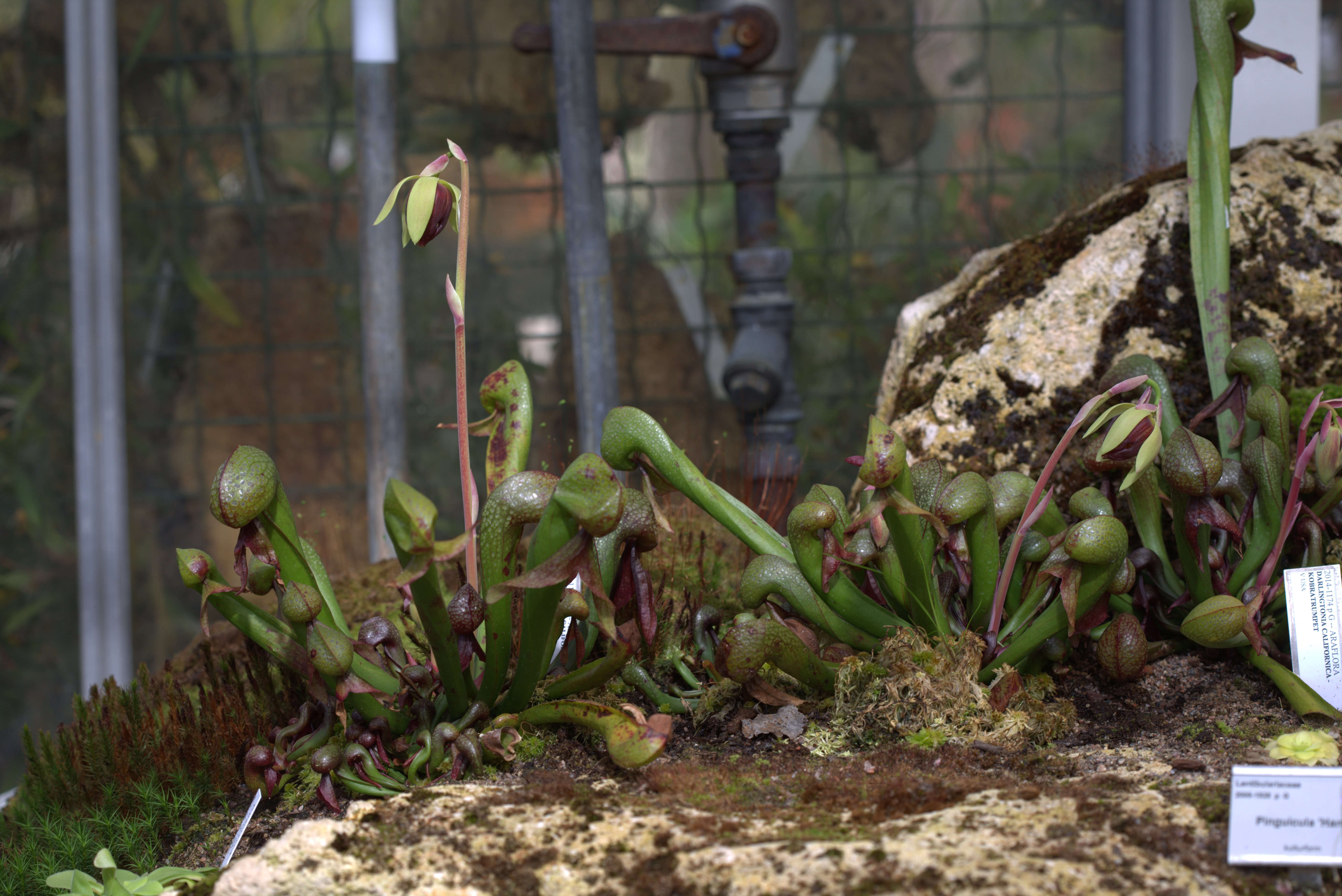 Image of California pitcherplant